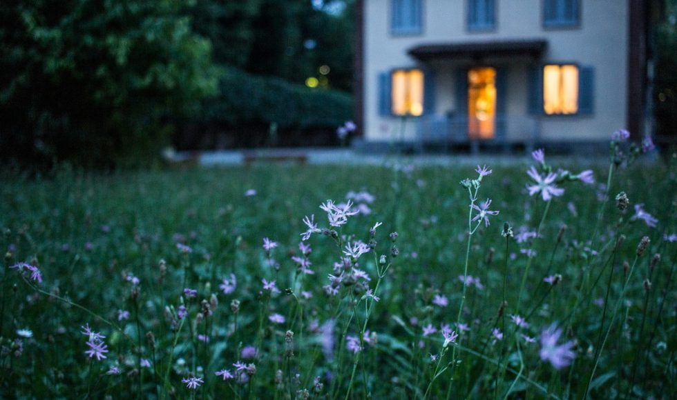 Flowers and Grass
