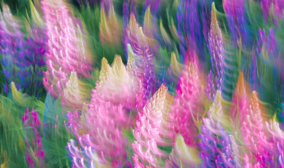 Lupine Flowers