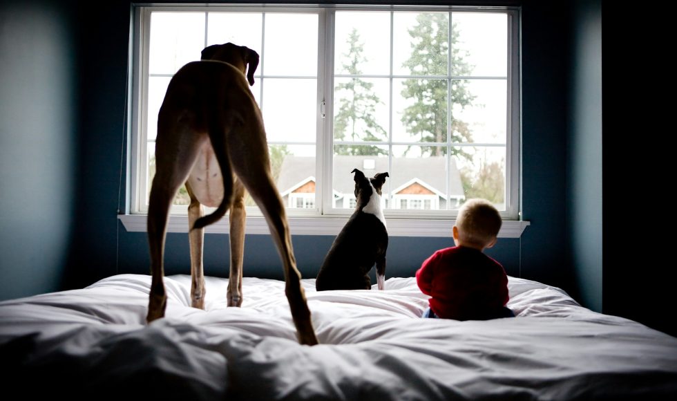Pets and Baby