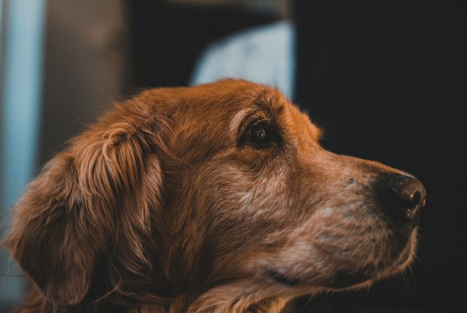 Changes to keeping pets in residential tenancies:  What this means for tenants, landlords and purchasers